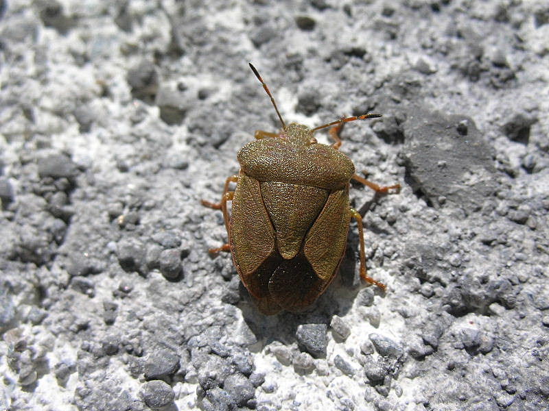 Palomena prasina o viridissima?